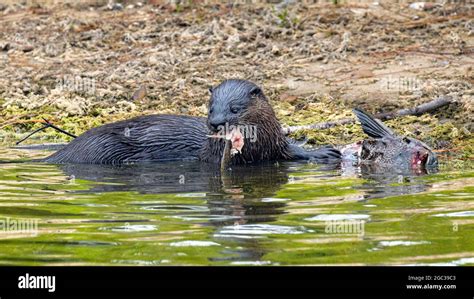 A North American River Otter Lontra Canadensis Foraging And Feeding