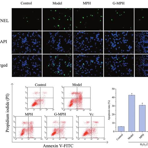 Effects Of Mph And G Mph On H O Induced Apoptosis In Caco Cells