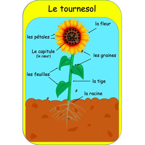 Affiches Le Cycle De Vie Du Tournesol