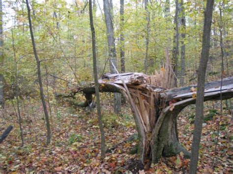 Shelters From Fallen Trees