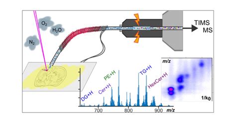 Mass Spectrometry Imaging Of Lipids Using MALDI Coupled With Plasma