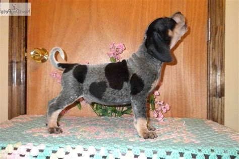 About Blue Tick Beagle Puppies For Sale In PA | PETSIDI