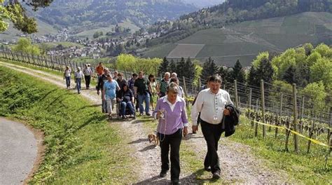 Achern Oberkirch Über 1000 Wanderer in Reben Nachrichten der Ortenau