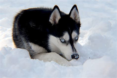 Arctic Huskies DNA related to ancient Siberian wolf – Indigenous, the ...