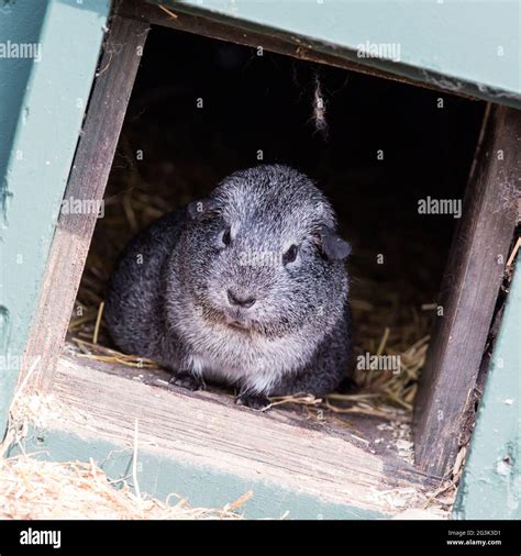 Portrait Of A Black Guinea Pig Stock Photo Alamy