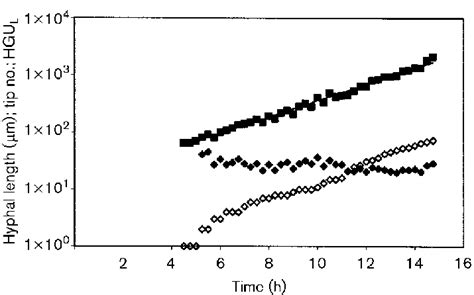 Hyphal Length And Tip Number E And Hgu L X Defined As The Hyphal Download Scientific