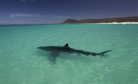 Guide to Shark Cage Diving & Shark Expeditions in Gansbaai