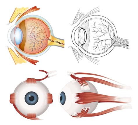 Anatomie Van Het Oog Premium Vector