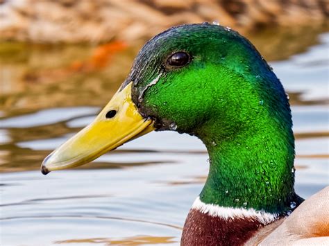 Canard Colvert Mâle Canard Colvert Mâle Lumiks Lumiks Flickr