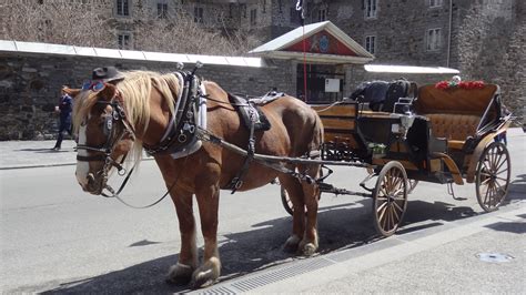 Free Images Cart Transport Carriage Montreal Coachman Pack