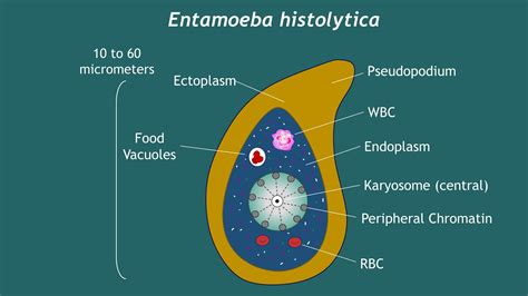 Entamoeba histolytica Notes | Basic Science Series - YouTube