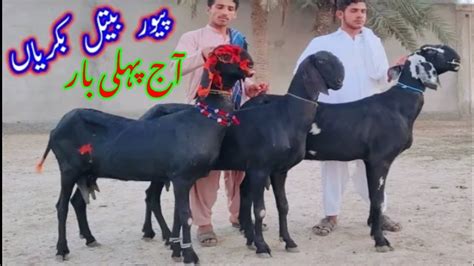 Top Quality Goat Pakistan Ki Gulabi Bal Kriyan Beetal Goat Ablak