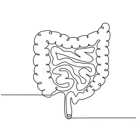 Human Digestive System Drawing Stock Illustrations 2290 Human