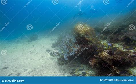 Fotografia Subaqu Tica Do Recife De Corais Em Raja Ampat Indon Sia