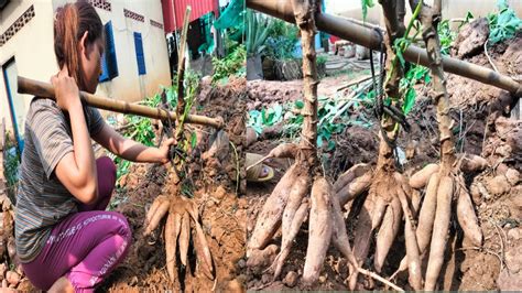 High Yield Cassava Cultivation Techniques At Home Easy Growing