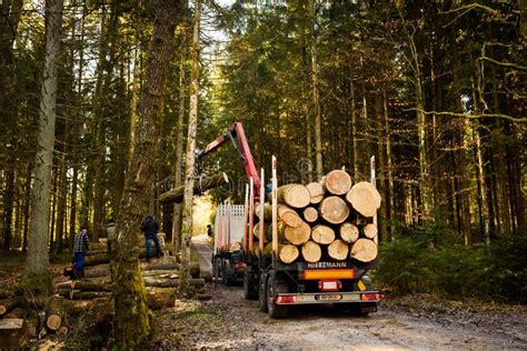 Crane In Forest Loading Logs In The Truck Timber Harvesting And