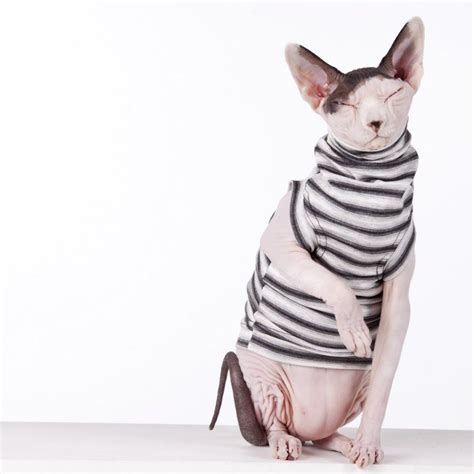 Sphynx Cat Clothes Archives • Sphynx Cat Wear | Sphynx cat clothes, Sphynx cat, Cat clothes