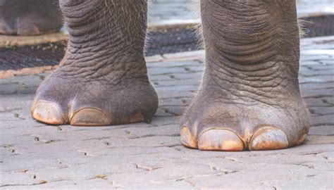 400+ Indian Elephant Feet Stock Photos, Pictures & Royalty-Free Images ...