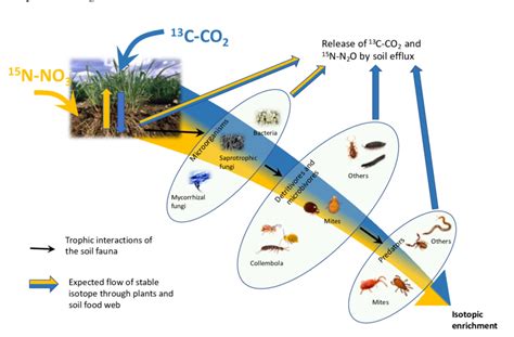 Conceptual diagram of the grassland soil food web of this study with ...