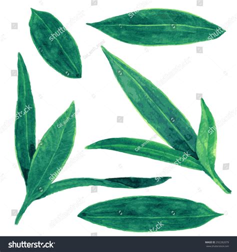 Set Abstract Green Leaves Drawing By Stock Vector Royalty Free