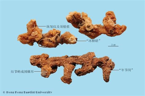 黄精的作用和功效，黄精用量，黄精方剂 中医方剂网 中药方子查询中药方子大全中药材数据库