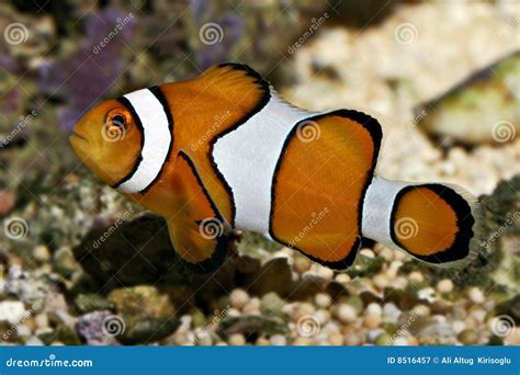 Pescados Conocidos Como Nemo Amphiprion Percula Del Payaso Imagen De Archivo Imagen De