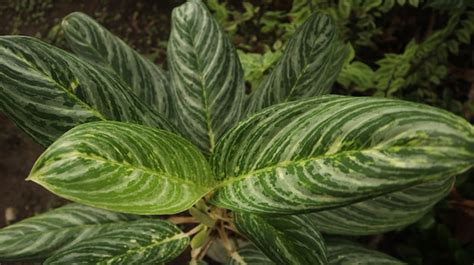 Plantas Ornamentales Aglaonema La Familia De Los Arum Araceae Son