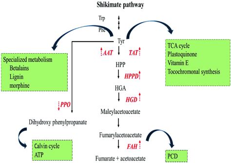 Biosynthesis And Metabolism Of Tyrosine In Plants Shikimate Pathway