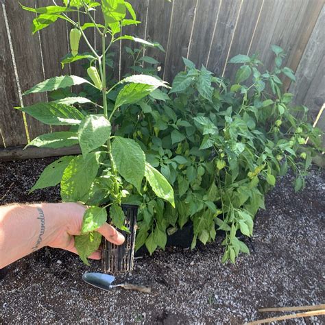 Hot Pepper Growing Tips - GROZINE