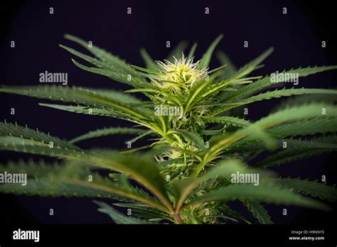 Cannabis flower - Blooming Marijuana plant with early white flowers ...