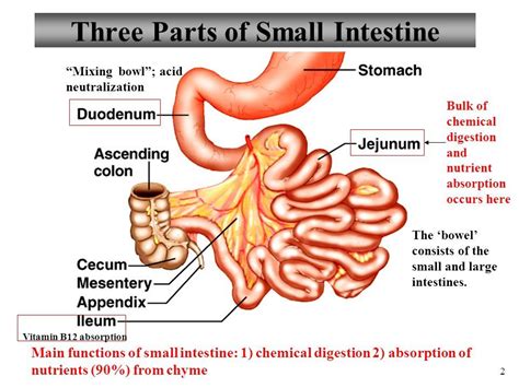 Small intestine diagram | Simple small intestine | Small intestine ...