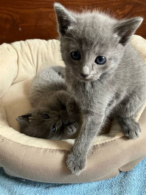 Russisch Blau Kitten Berlin Russisch Blau Deine Tierwelt De