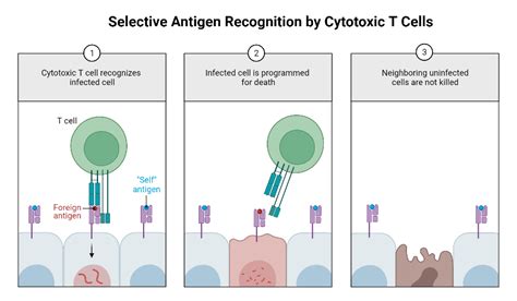 Selective Antigen Recognition By Cytotoxic T Cells Biorender Science