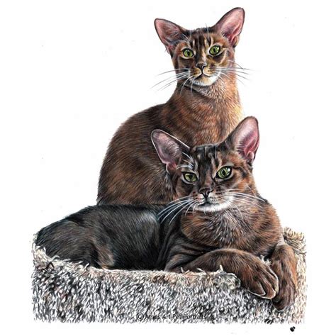 Realistic Colour Pencil Cat Portrait Commission Drawings From Your