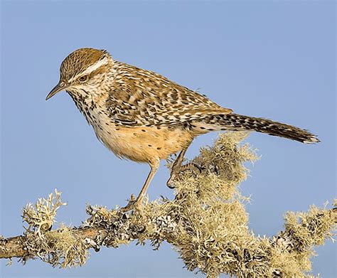 Cactus Wren - ID, Facts, Diet, Habit & More | Birdzilla