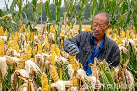 万顷秋粮喜丰收 遍地金黄收割忙丨滑县“三秋”生产见闻