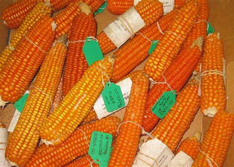 Irin Orange Maize To Curb Vitamin A Deficiency