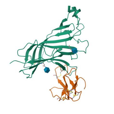 Rcsb Pdb Uy Crystal Structure Of The Complex Of The Extracellular