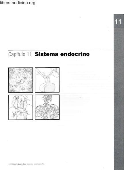 Sistema Endocrino Netter Para Colorear Mirko Bangert Furlan Udocz