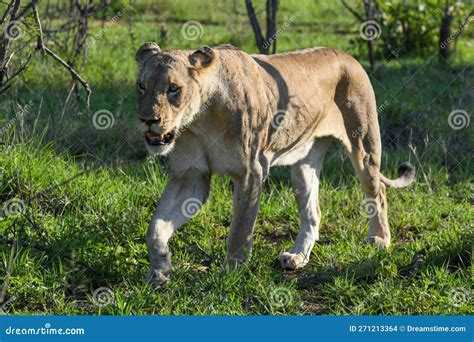 A Lioness On Kruger National Park South Africa Stock Photo Image Of