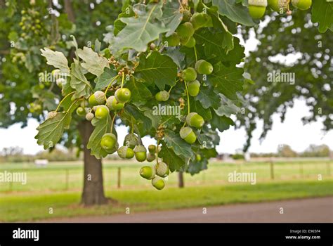 Oak tree fruit hi-res stock photography and images - Alamy