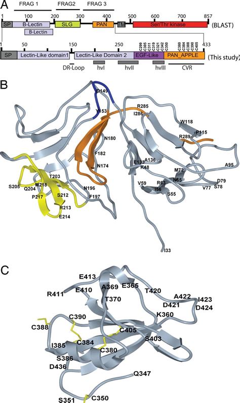 domain architecture   models  predicted structural domains