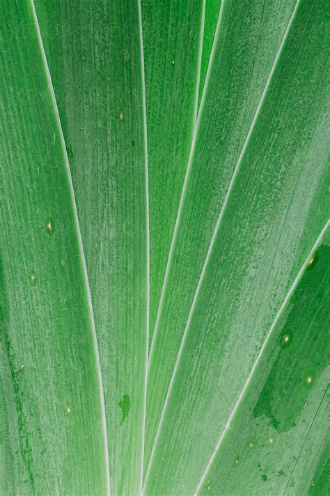 "Iris Foliage Growing In The Shape Of A Fan" by Stocksy Contributor ...