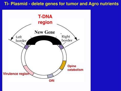 Ppt T Dna Mutagenesis Powerpoint Presentation Free Download Id262221