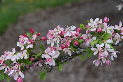 Malus Floribunda Crabapple