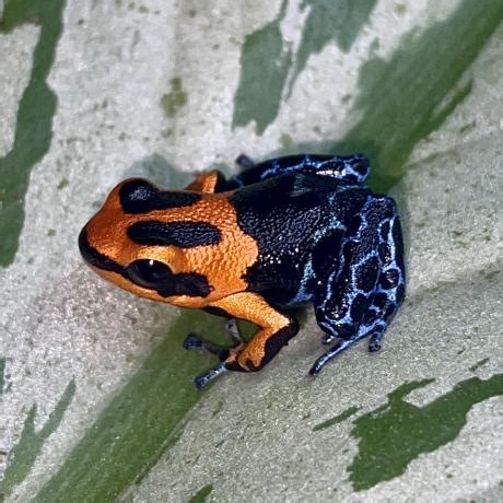 Red Headed Poison Dart Frog Ranitomeya Fantastica