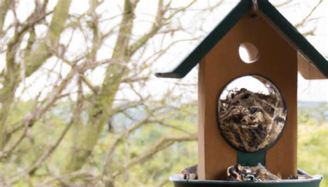 Diy Bird Feeders For Your Feathery Friends How To Make Your Own Bird