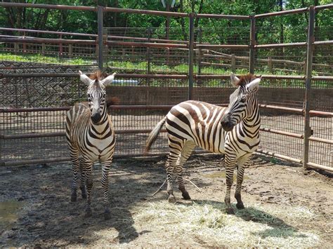 動物紹介 盛岡市動物公園 Zoomo