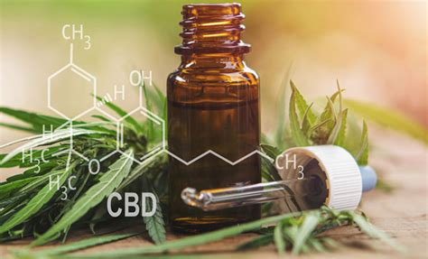 Cannabidiol Medizinische Kraft Aus Der Hanfpflanze