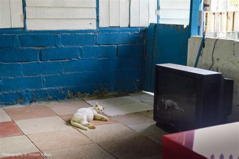 Lorong Buangkok The Last Kampong In Singapore Finbarr Fallon